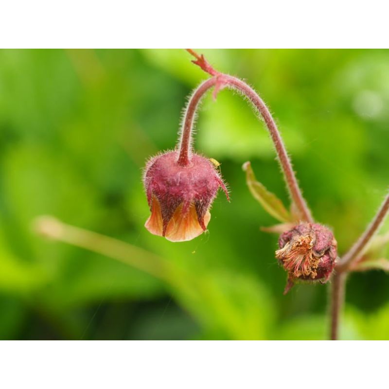 Geum rivale 