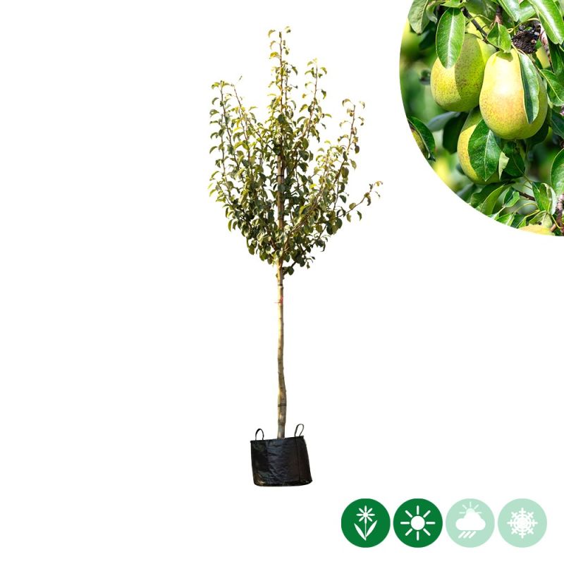 Pyrus Gieser Wildeman - halfstam