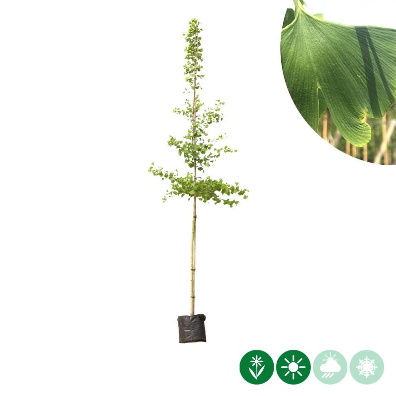 Ginkgo biloba 