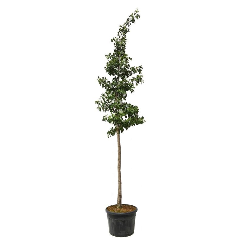 Ginkgo Biloba 