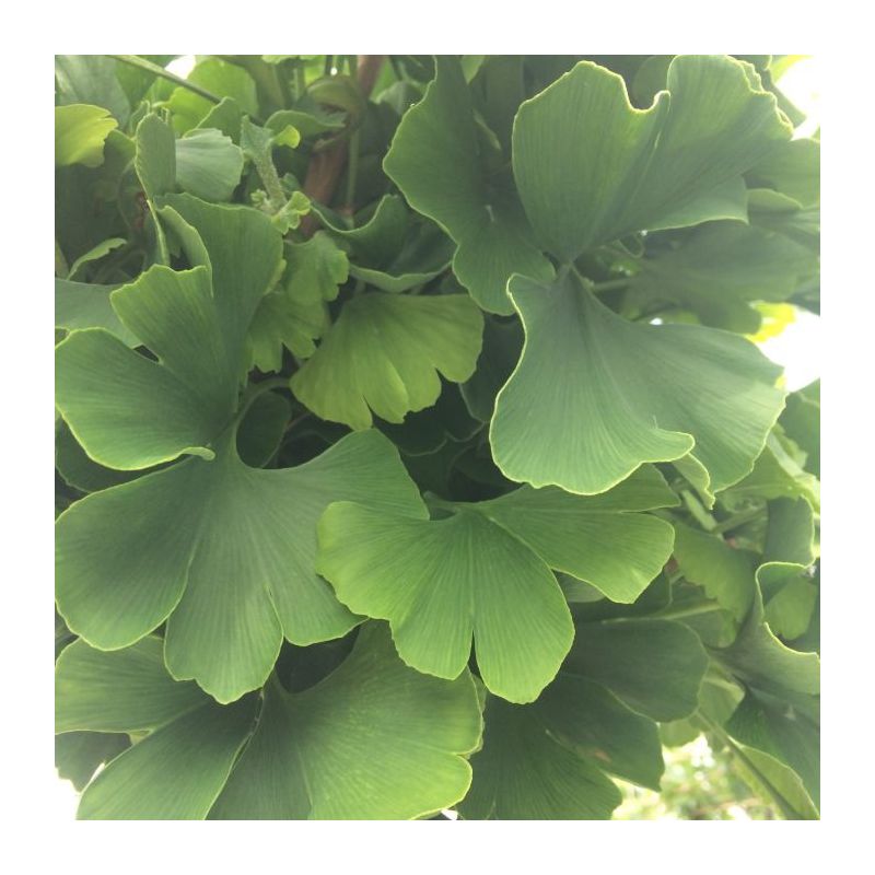 Ginkgo Biloba Mariken