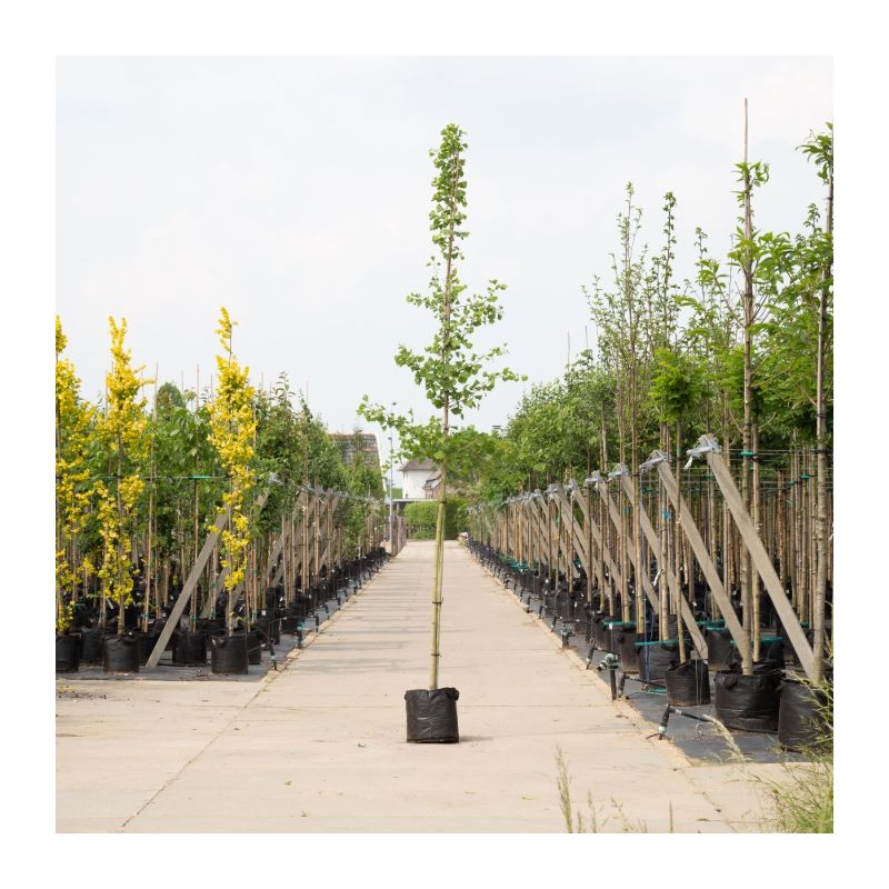 Ginkgo Biloba 