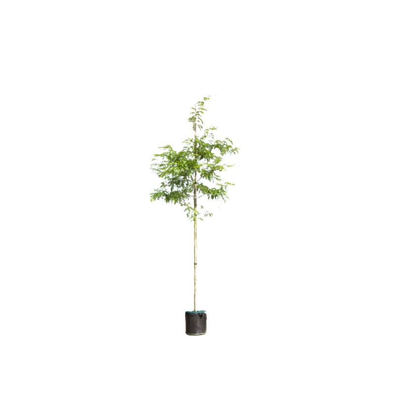 Gleditsia Triacanthos Inermis 