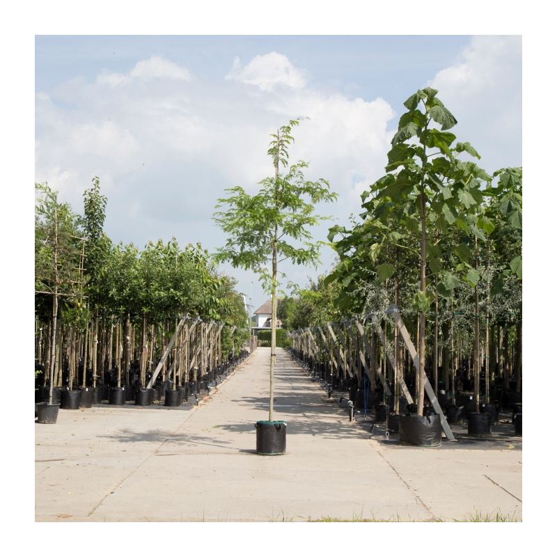 Gleditsia Triacanthos Inermis 