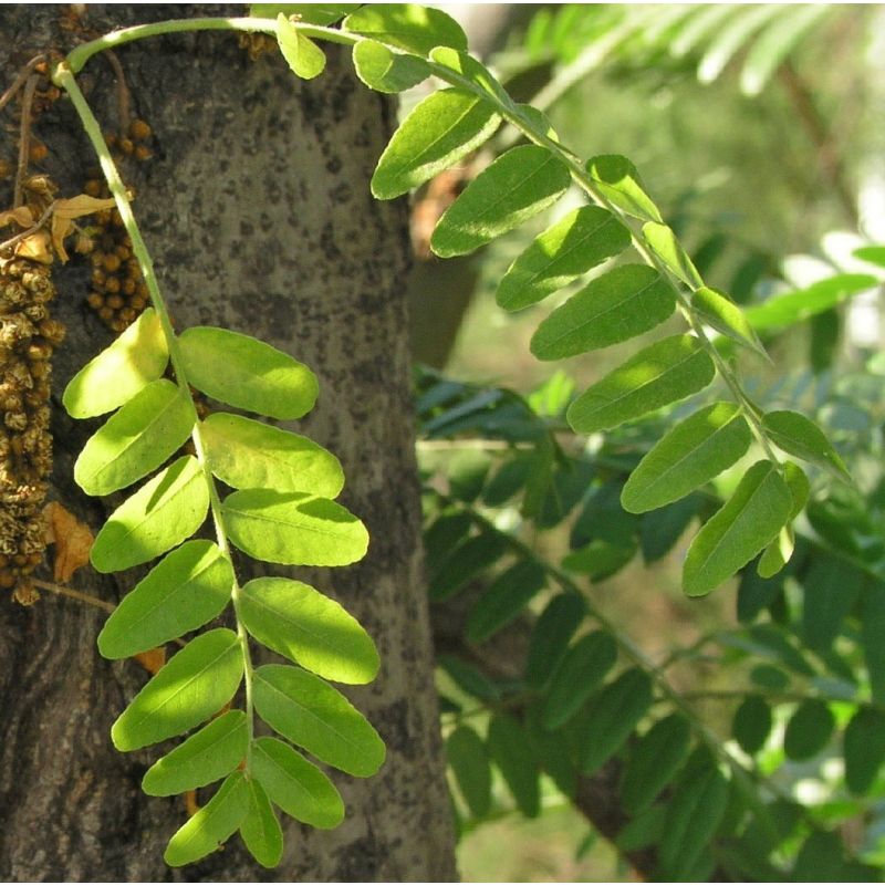 Gleditsia Triacanthos Inermis 