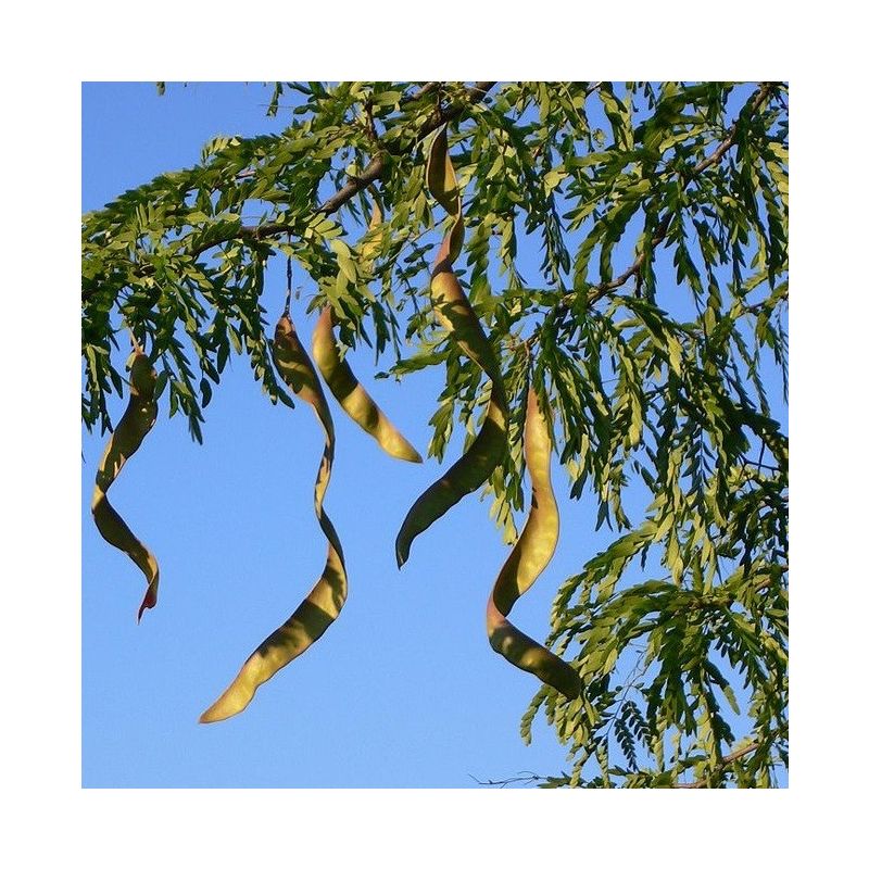 Gleditsia Triacanthos Inermis 