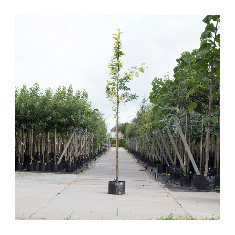 Gleditsia Triacanthos Sunburst