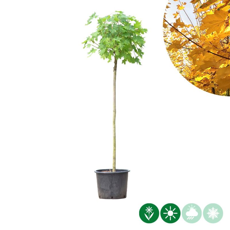 Acer Globosum - bolboom