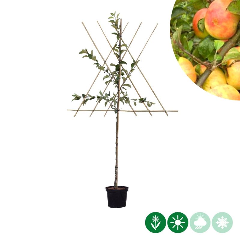 Malus Glorie van Holland - leiboom