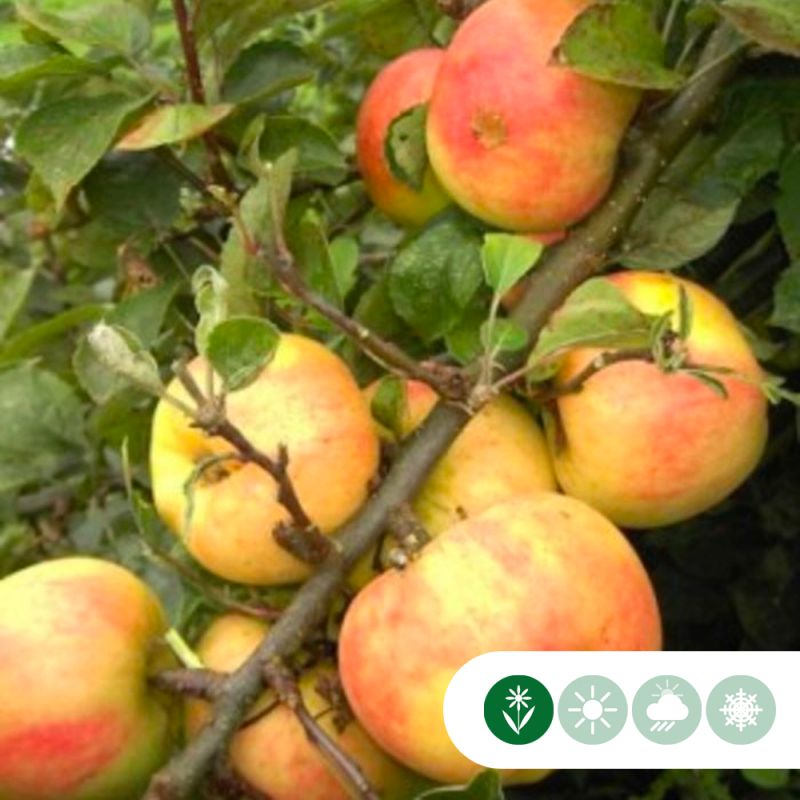 Malus Glorie van Holland - leiboom hoogstam