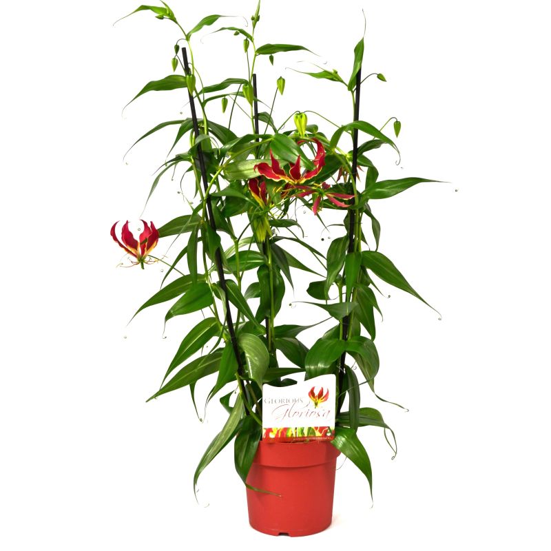 Gloriosa rothschildiana