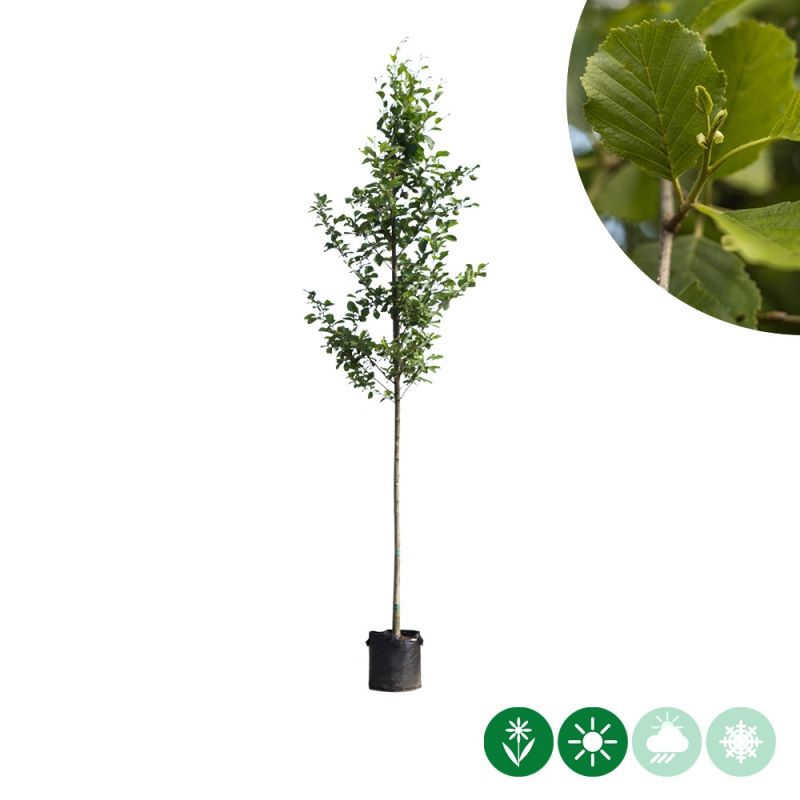 Alnus glutinosa