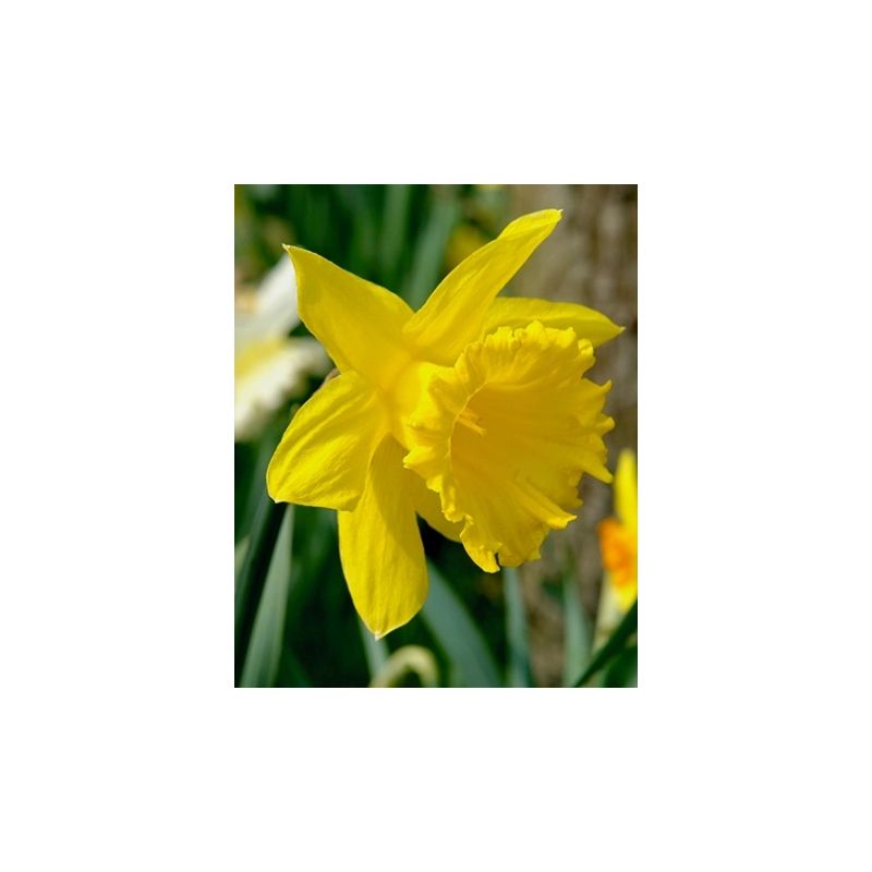 Narcissus Golden Harvest - 100 stuks