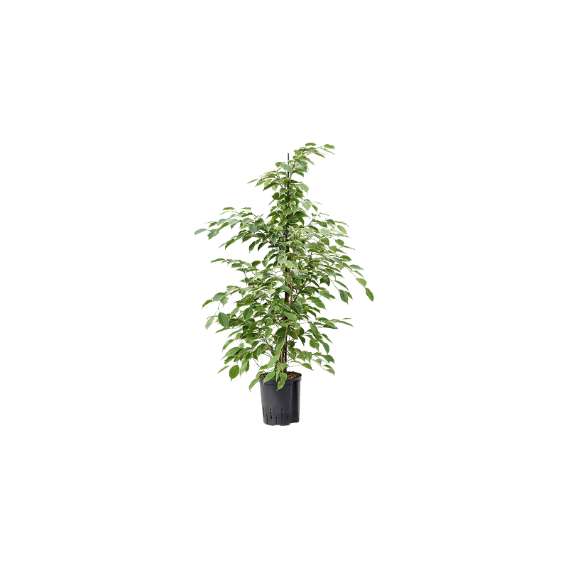 Ficus Benjamina Golden King