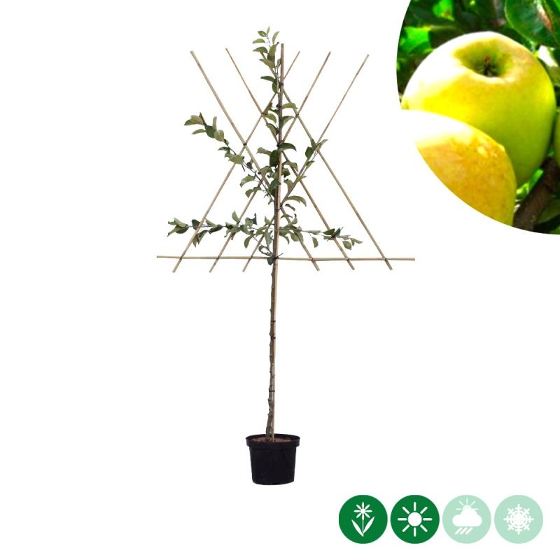 Malus Golden Delicious - leiboom