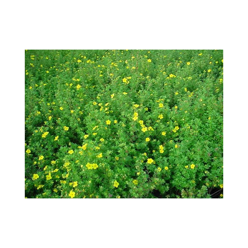 Potentilla Goldfinger 