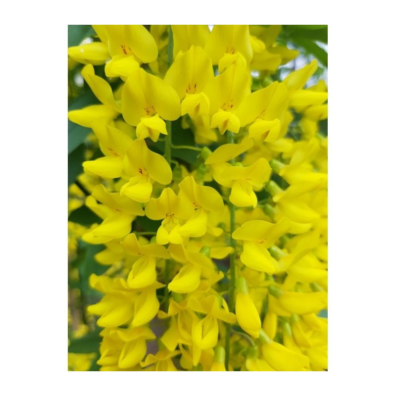 Laburnum Watereri Vossii - leiboom