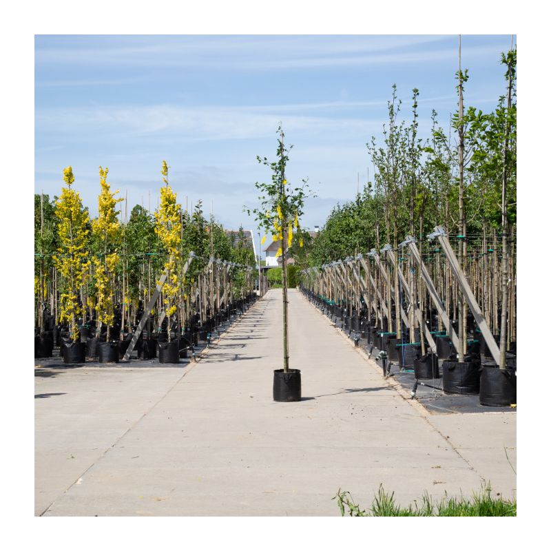 Laburnum Watereri Vossii 
