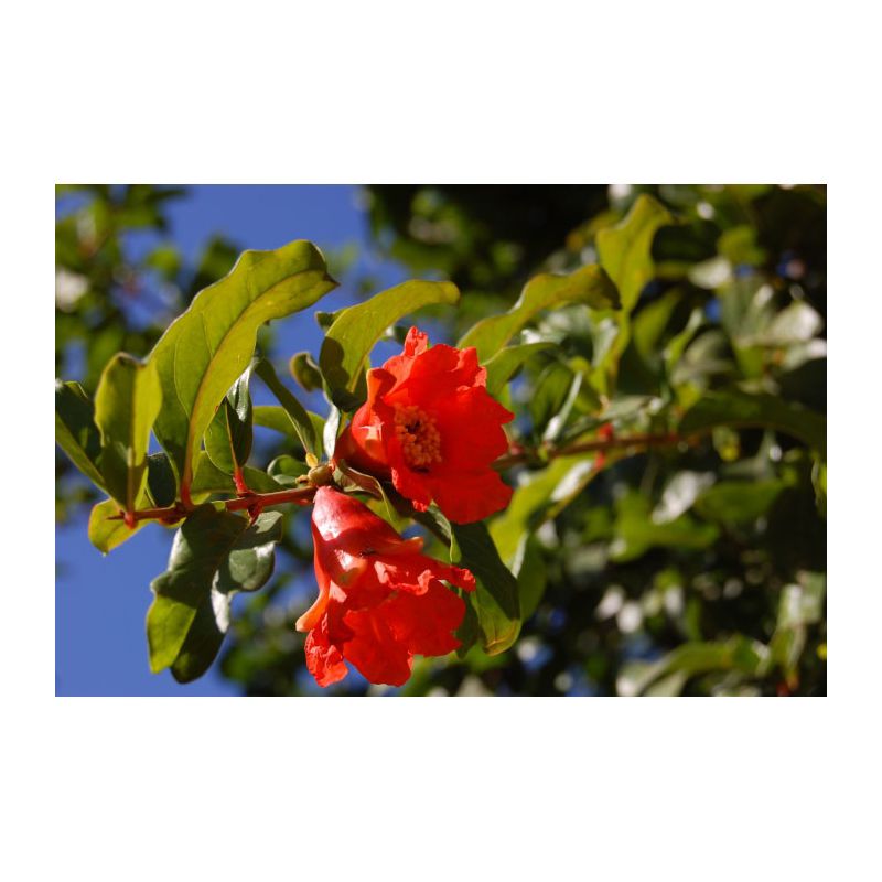 Punica Granatum
