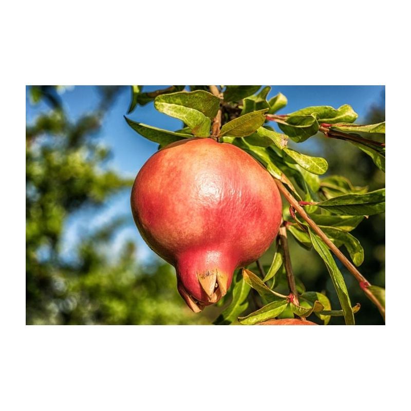Punica granatum