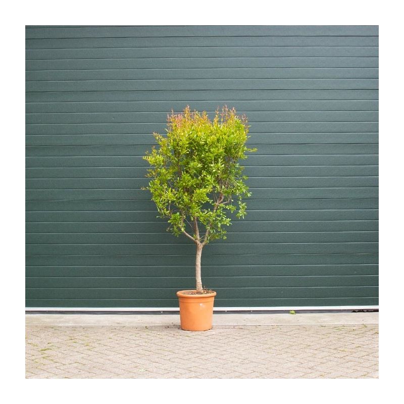 Punica Granatum