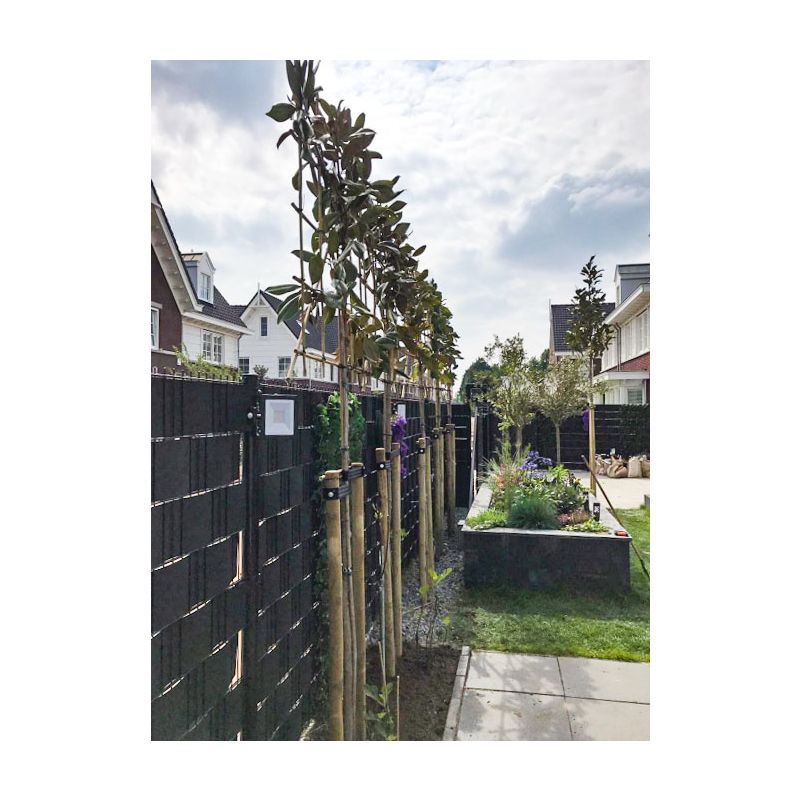 Magnolia grandiflora - leiboom