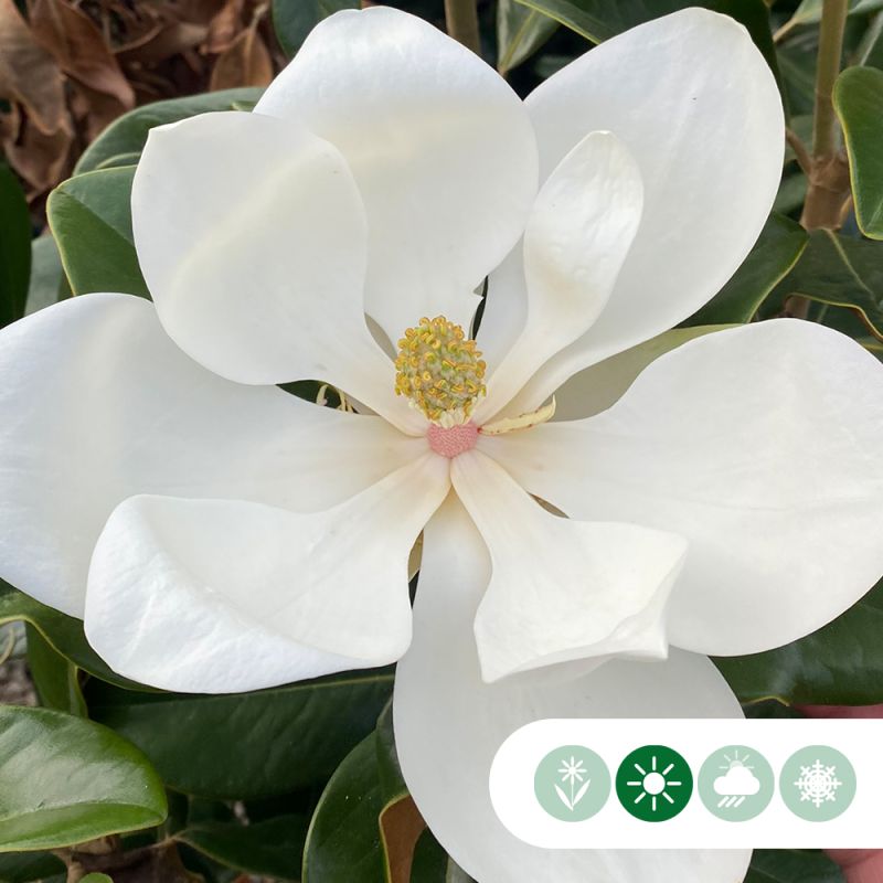 Magnolia grandiflora - vierkant dak