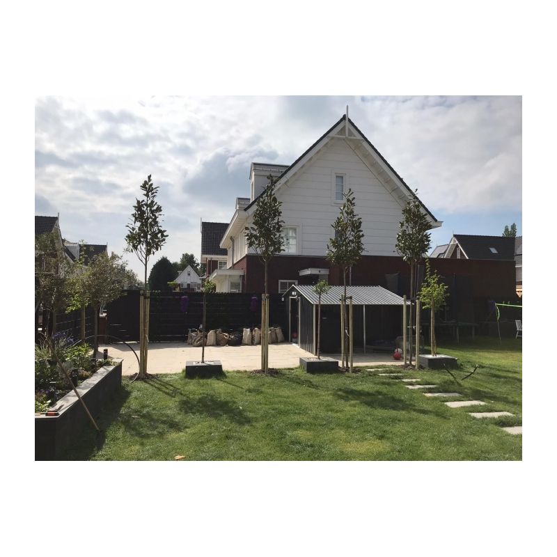 Magnolia grandiflora