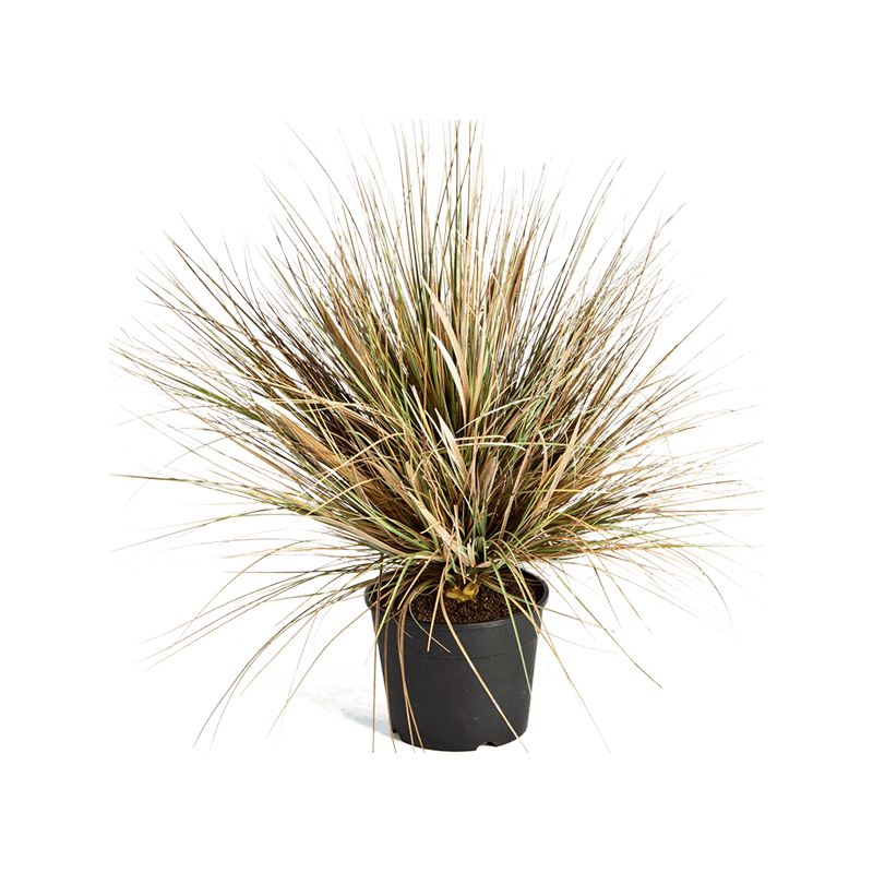 Grass Onion Brown - kunstplant
