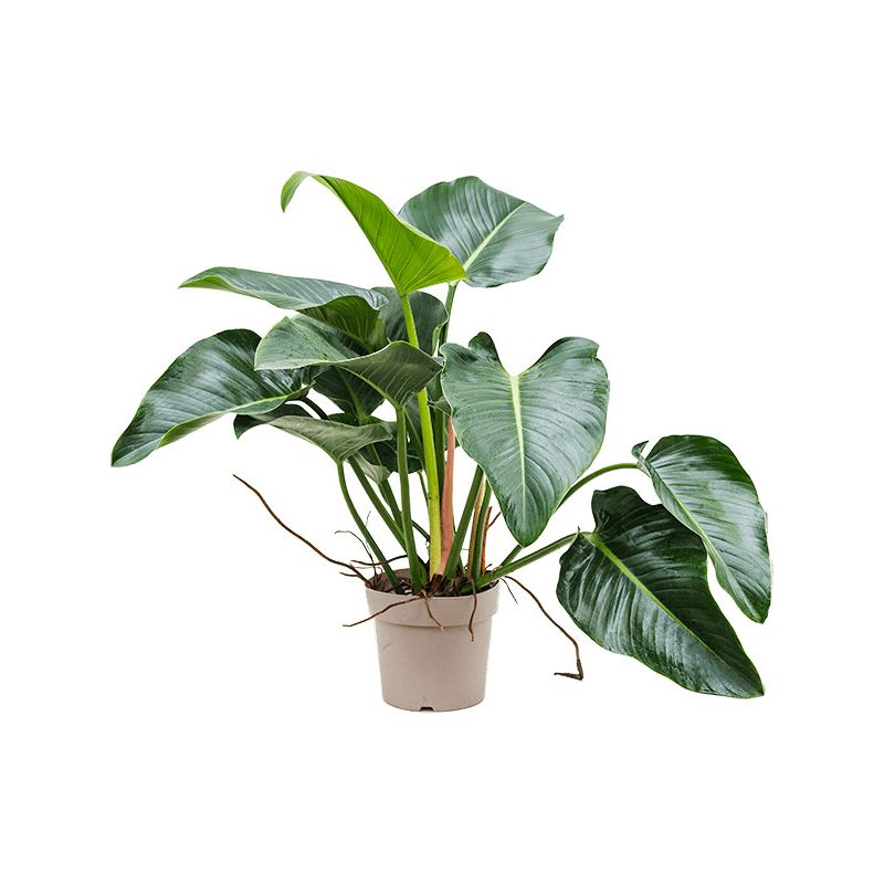 Philodendron Green Beauty