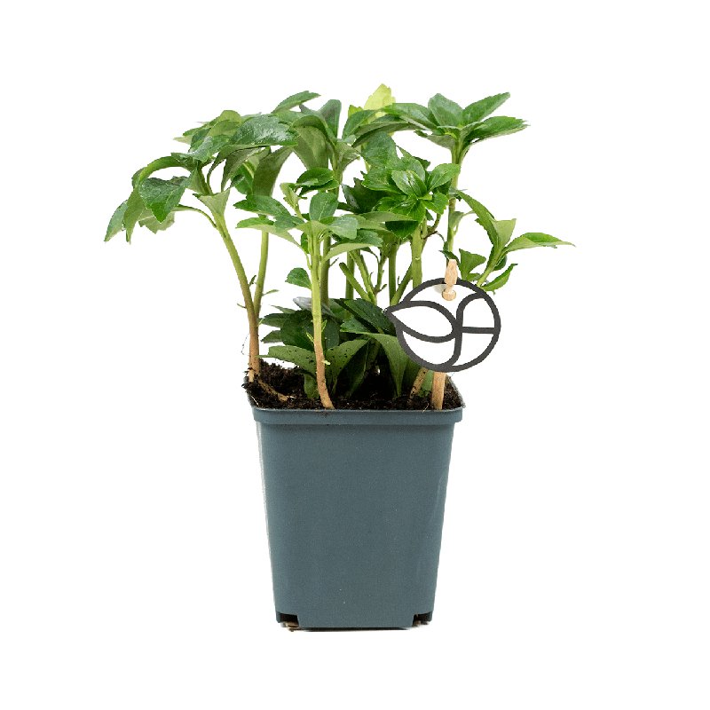 Pachysandra Green Sheen 