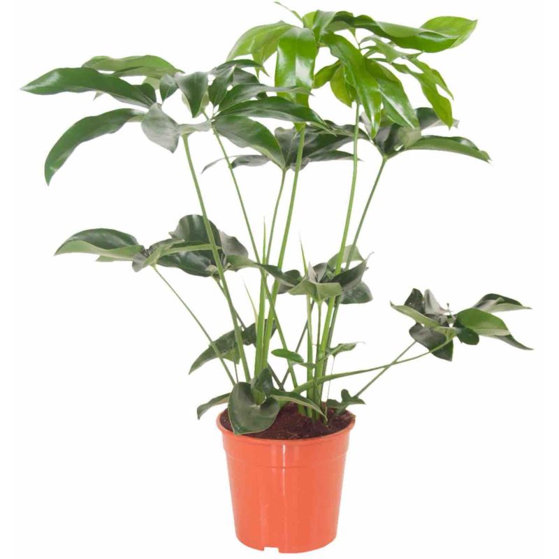 Philodendron Green Wonder