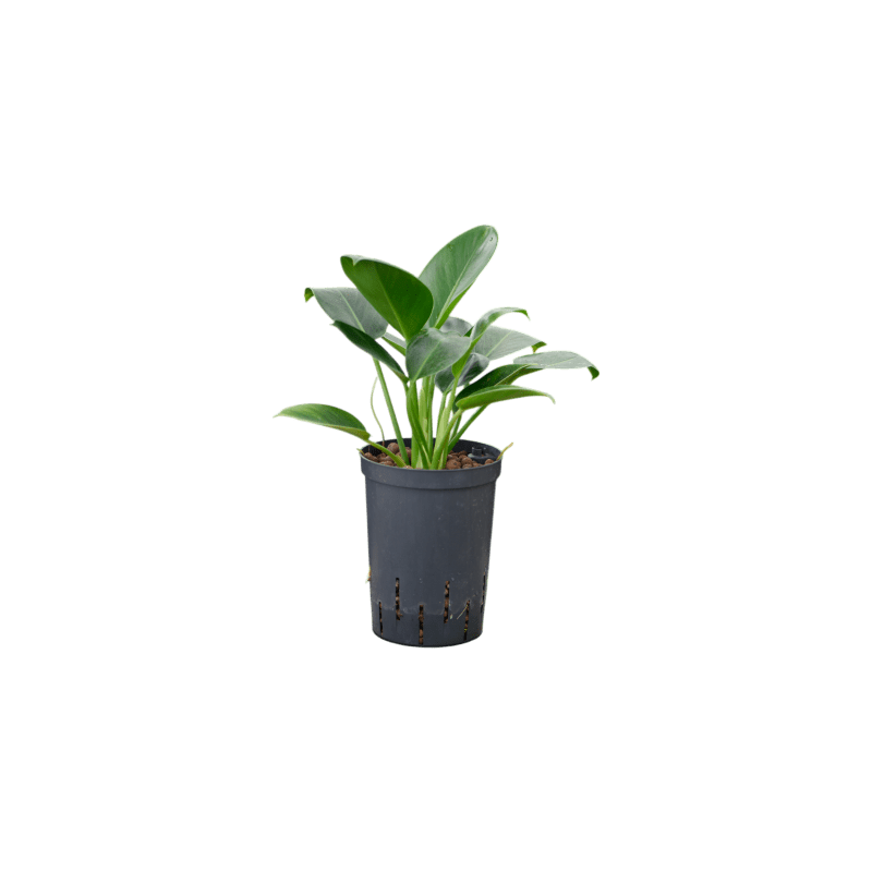 Philodendron Green Congo