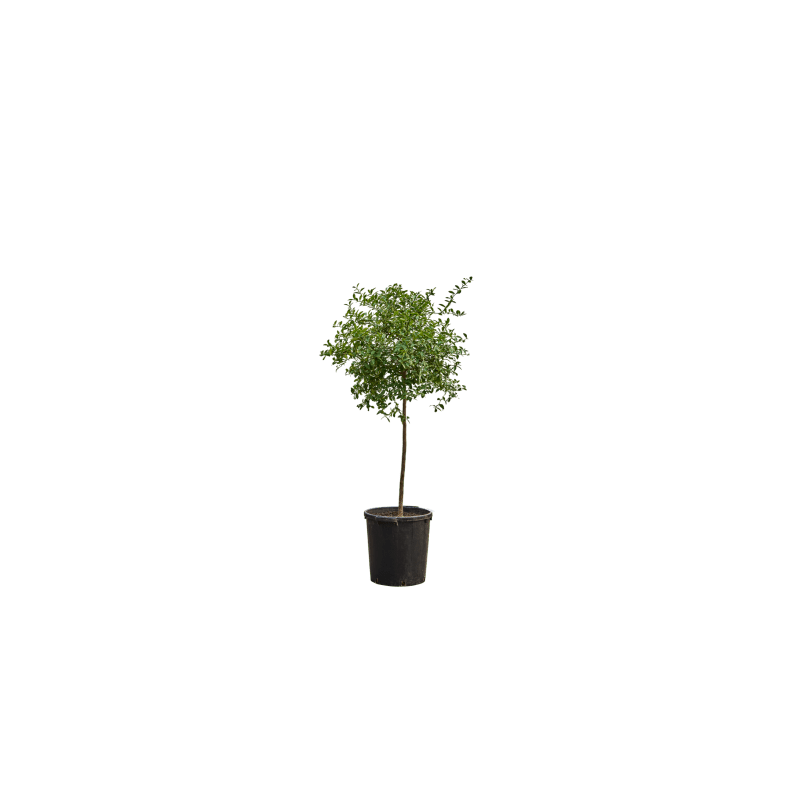 Citrus Green Finger Lime