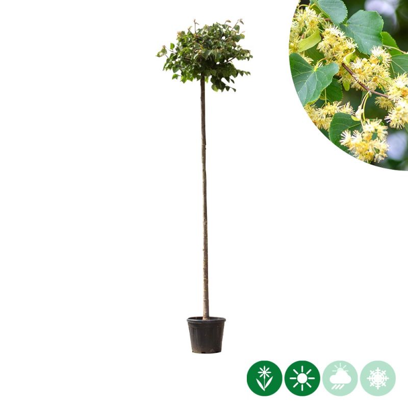 Tilia Green Globe