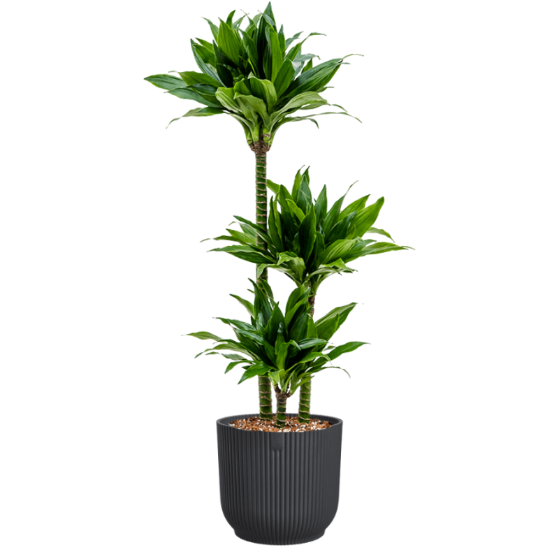 Dracaena Green Jewel in Vibes antraciet
