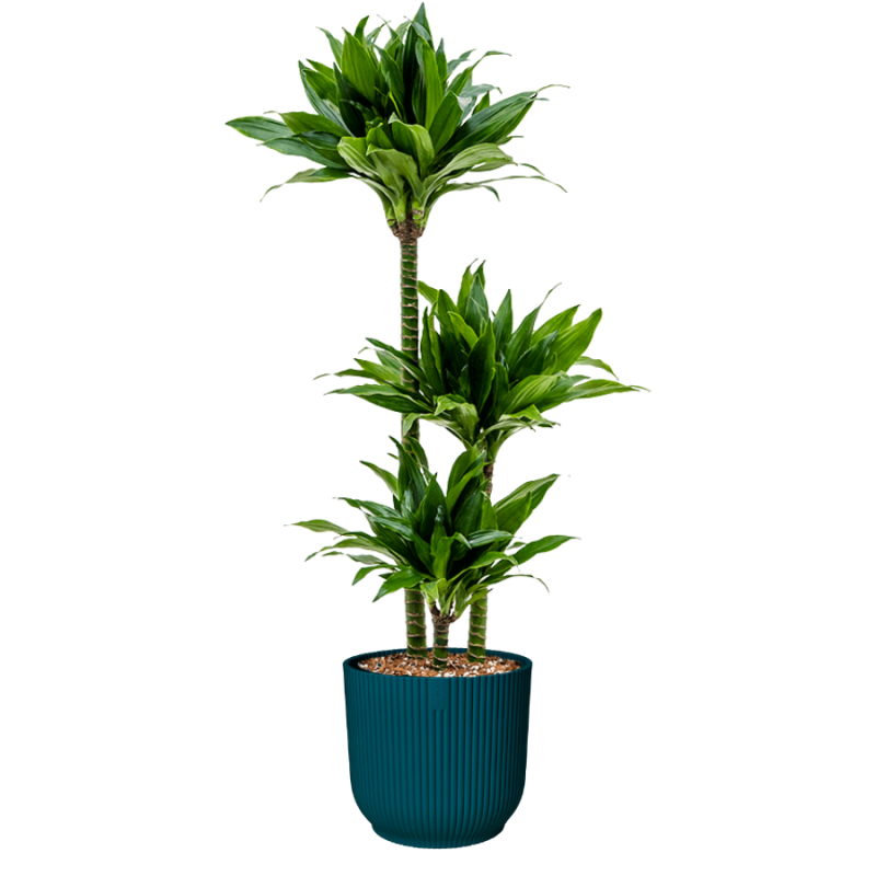 Dracaena Green Jewel in Vibes blauw