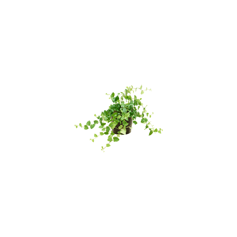 Ficus pumila Green Sunny