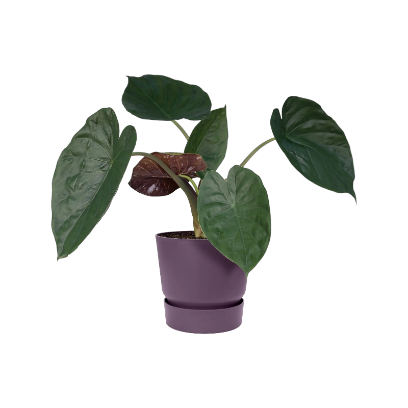 Elho Greenville Rond Paars