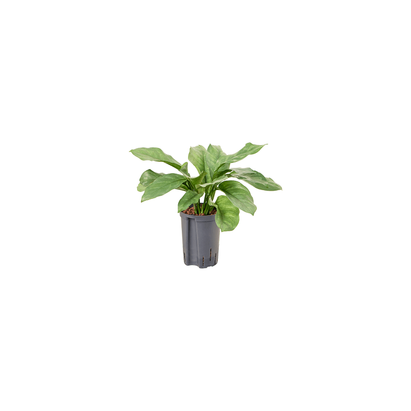 Aglaonema Grey