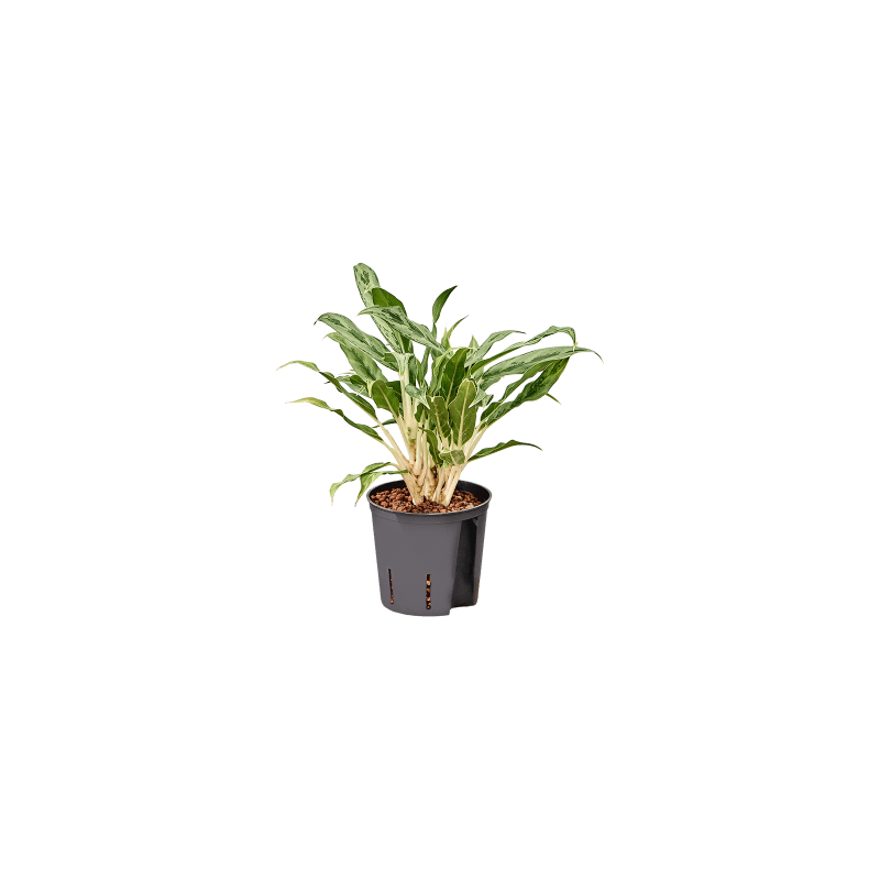 Aglaonema Greyhound