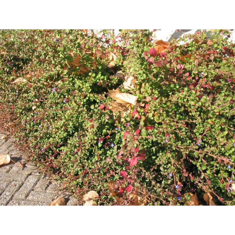 Ceratostigma griffithii