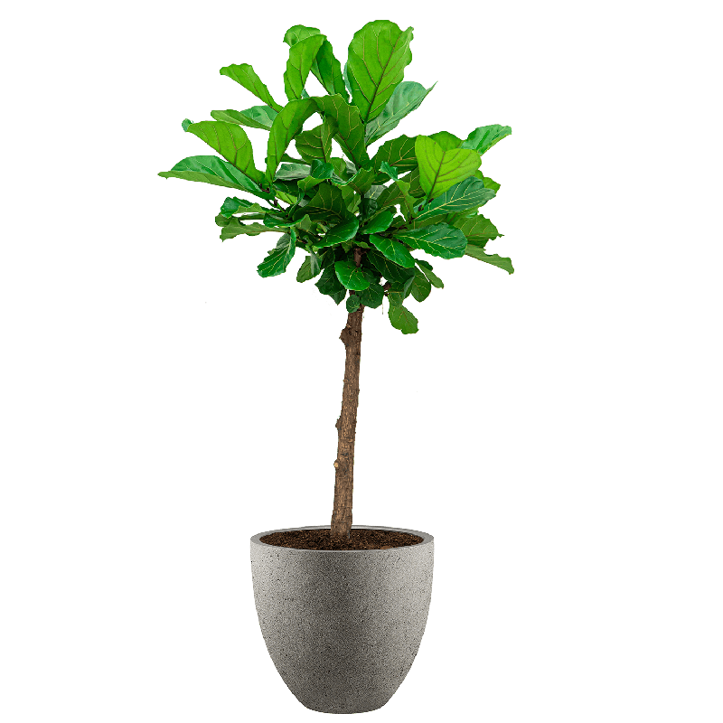 Ficus Lyrata vertakt in Grigio Egg Concrete grijs