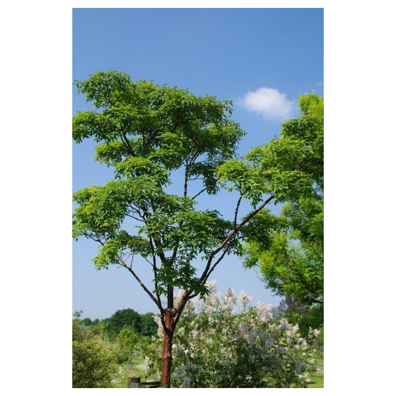 Acer griseum 
