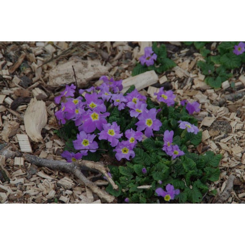 Primula Groenekan's Glorie 