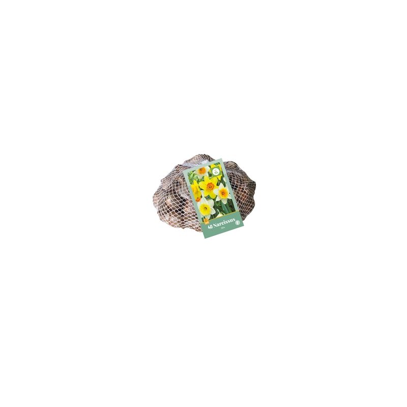 Narcissus grootkronig mix - 40 stuks