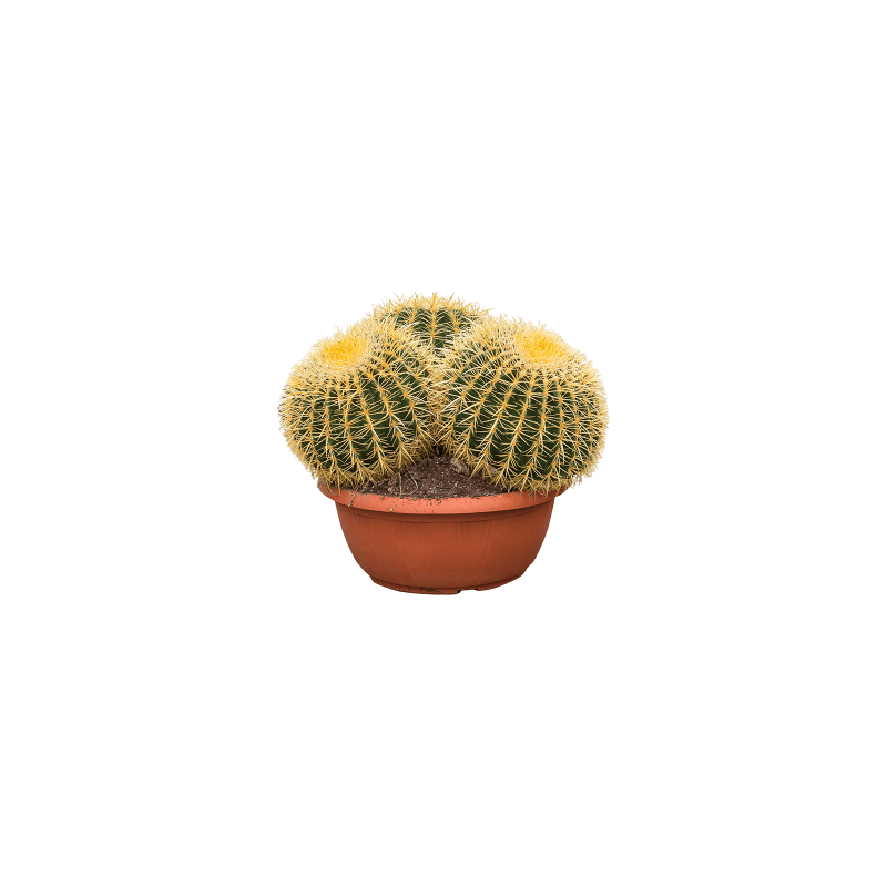 Echinocactus grusonii cluster