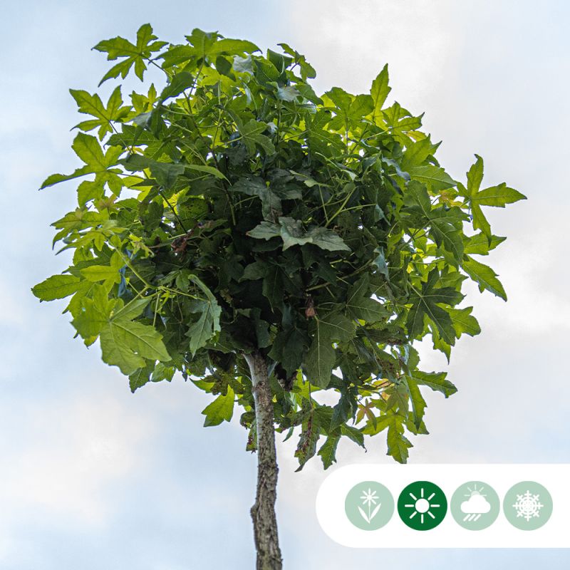 Liquidambar Gum Ball - bolboom