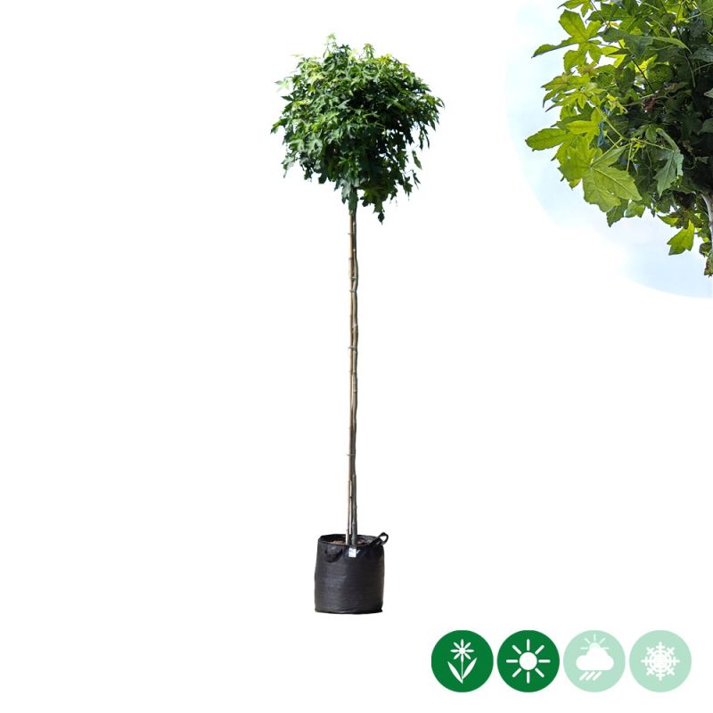 Liquidambar Gum Ball - bolboom