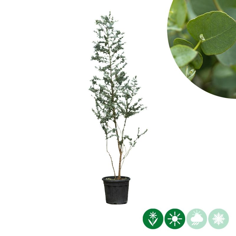 Eucalyptus gunnii - struik